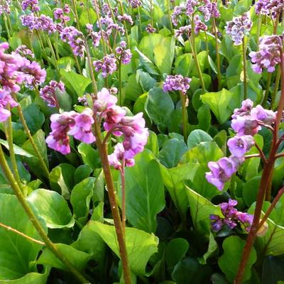 Bergenia cordifolia - Schoenlappersplant