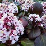 Bergenia cordifolia 'Bach' - Schoenlappersplant