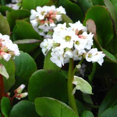 Bergenia 'Bressingham White' - Schoenlappersplant