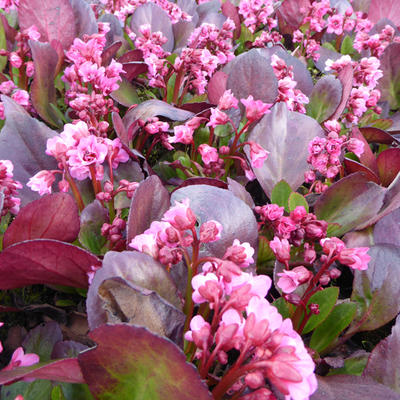 Schoenlappersplant - Bergenia 'Flirt'