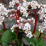 Bergenia 'Jelle' - Schoenlappersplant - Bergenia 'Jelle'