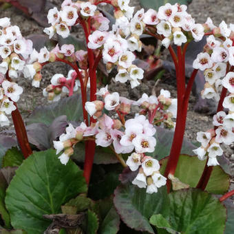 Bergenia 'Jelle'