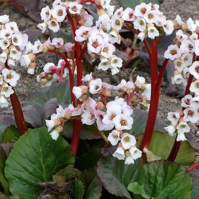 Schoenlappersplant - Bergenia 'Jelle'