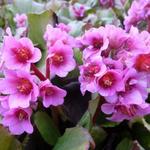 Bergenia 'Morgenröte' - Schoenlappersplant