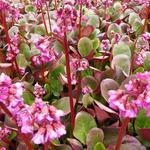 Bergenia 'Ouverture' - Schoenlappersplant