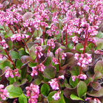 Bergenia 'Rosi Klose' - Schoenlappersplant