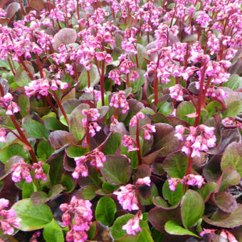 Bergenia 'Rosi Klose'