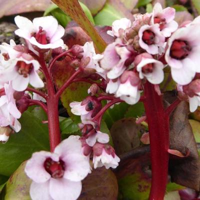 Bergenia 'Silberlicht' - Schoenlappersplant