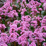 Bergenia 'Spring Fling' - Schoenlappersplant