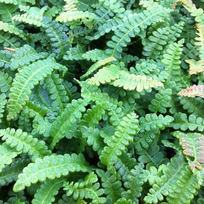 Blechnum penna-marina - Dubbelloof varen