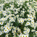 Schijnaster - Boltonia asteroides 'Snowbank'