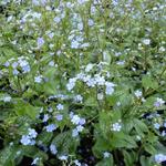 Brunnera macrophylla 'Alexander's Great' - Kaukasische vergeet-mij-nietje - Brunnera macrophylla 'Alexander's Great'