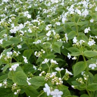 Brunnera macrophylla 'Betty Bowring'