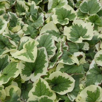 Brunnera macrophylla 'Dawson's White'