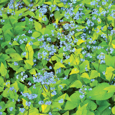 Kaukasisch vergeet-mij-nietje - Brunnera macrophylla 'Diane's Gold'