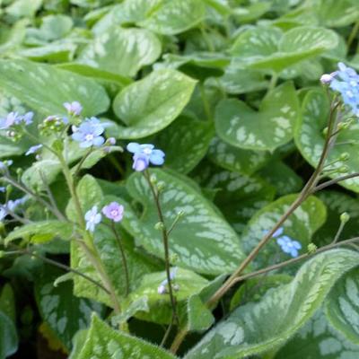 Kaukasisch vergeet-mij-nietje - Brunnera macrophylla 'Emerald Mist'