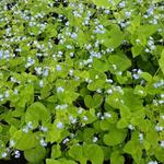 Brunnera macrophylla 'Green Gold' - Kaukasisch vergeet-mij-nietje