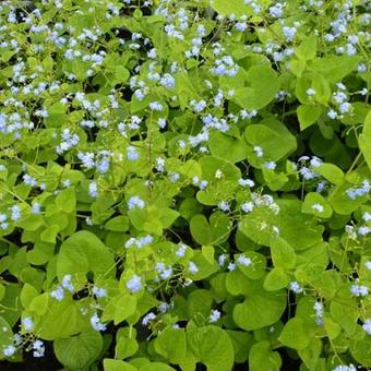 Brunnera macrophylla 'Green Gold'