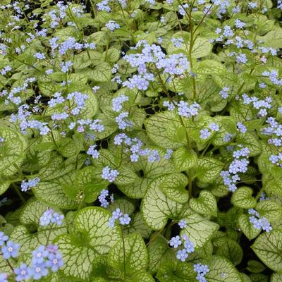 Brunnera macrophylla 'Jack Frost' - Kaukasische vergeet-mij-nietje