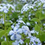 Brunnera macrophylla 'Jennifer' - Kaukasisch vergeet-mij-nietje