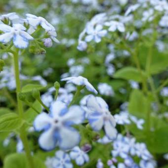 Brunnera macrophylla 'Jennifer'