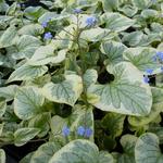 Brunnera macrophylla 'King's Ransom' - Kaukasisch vergeet-mij-nietje