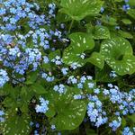 Brunnera macrophylla 'Langtrees' - Kaukasische vergeet-mij-nietje