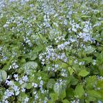 Brunnera macrophylla 'Little Jack' - Kaukasisch vergeet-mij-nietje