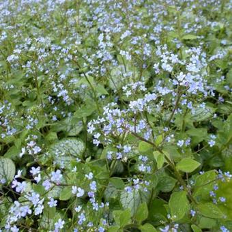 Brunnera macrophylla 'Little Jack'