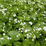 Brunnera macrophylla 'Mr. Morse' - Kaukasische vergeet-mij-nietje