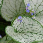 Brunnera macrophylla 'Silver Spear' - Kaukasische vergeet-mij-nietje