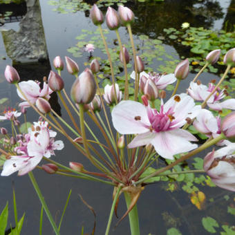 Butomus umbellatus