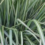 Calamagrostis x acutiflora 'Avalanche' - Struisriet - Calamagrostis x acutiflora 'Avalanche'