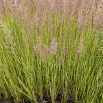 Calamagrostis x acutiflora 'England' - Struisriet - Calamagrostis x acutiflora 'England'