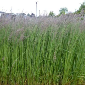 Calamagrostis x acutiflora 'Karl Foerster'