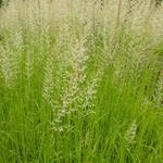 Calamagrostis x acutiflora 'Waldenbuch' - Struisriet - Calamagrostis x acutiflora 'Waldenbuch'