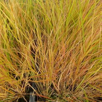 Calamagrostis arundinacea