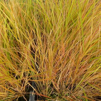 Calamagrostis arundinacea - Bosstruisriet, vedergras