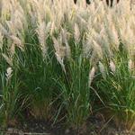 Calamagrostis brachytricha - Diamantgras - Calamagrostis brachytricha