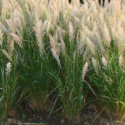 Calamagrostis brachytricha - Diamantgras