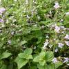 Steentijm - Calamintha nepeta 'Blue Cloud'