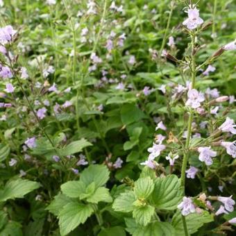 Calamintha nepeta 'Blue Cloud'