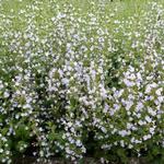 Steentijm - Calamintha nepeta ssp nepeta