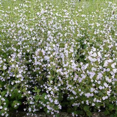 Calamintha nepeta ssp nepeta - Steentijm