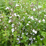 Calamintha nepeta 'Triumphator' - Steentijm - Calamintha nepeta 'Triumphator'