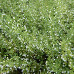 Calamintha nepeta 'Weisser Riese' - Steentijm