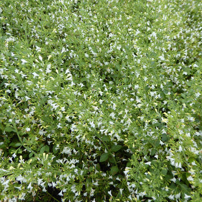 Steentijm - Calamintha nepeta 'Weisser Riese'