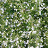 Steentijm - Calamintha nepeta 'White Cloud'