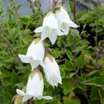 Campanula alliariifolia - Klokjesbloem