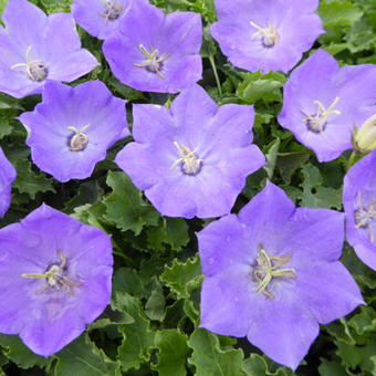 Campanula carpatica